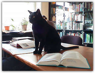 Comportamientos de tu gato
