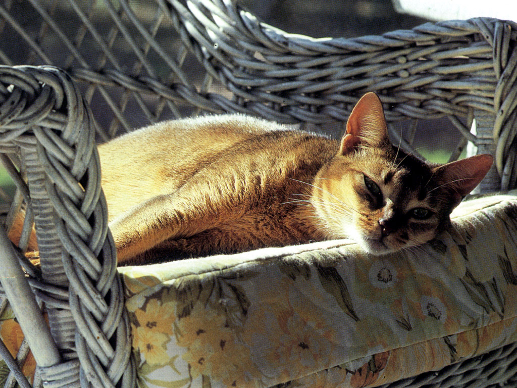 Bienestar del gato: alojamiento y mantenimiento