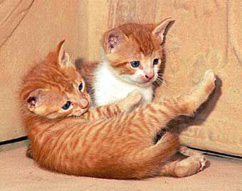 El lenguaje corporal de los gatos