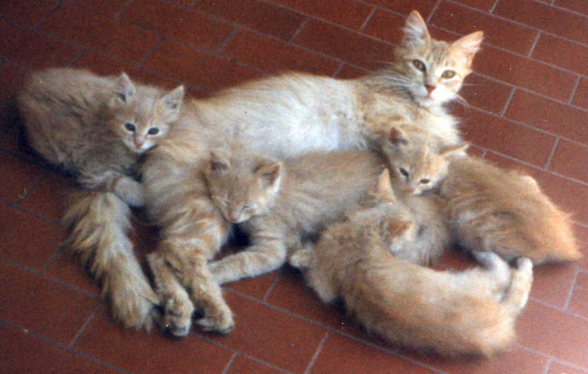El desarrollo del gato I: Apego