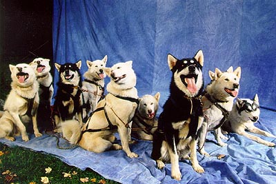 El perro como especie social (primera parte)