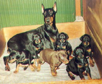 El perro como especie social (segunda parte)