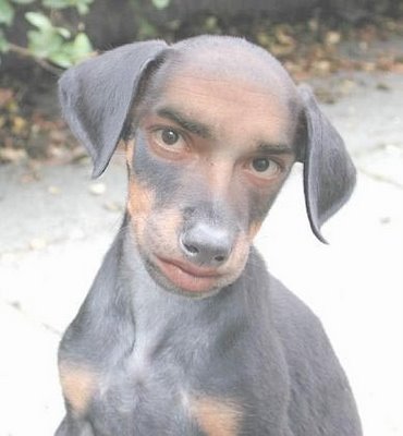 ¿Animales casi humanos?