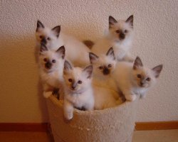 Clonación de gatos: del vínculo real al vínculo virtual