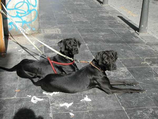Clonación de perros: del vínculo real al vínculo virtual