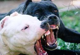 Seguro por daños para dueños de perros