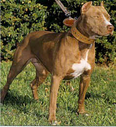 Perros Pitbull matan a dos ancianos