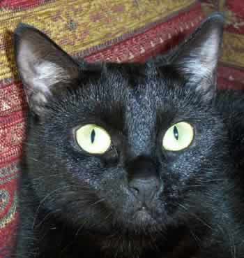Características del comportamiento del gato