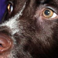 Comportamiento canino: La visión en el perro