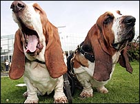 El bostezo humano se contagia a los perros