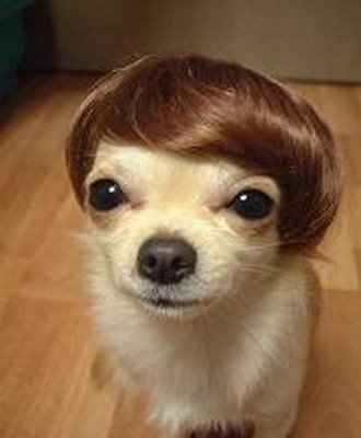 Los perros son más inteligentes de lo que se creía