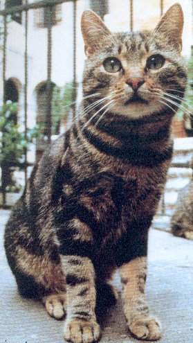 ¿Por qué tu gato se comporta así? Parte I