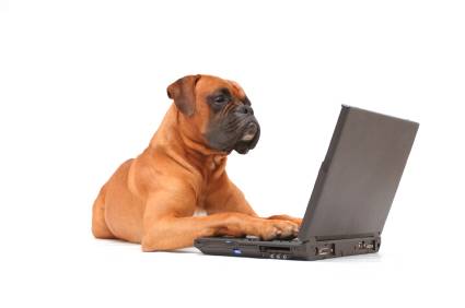 Los perros y su dueños hacen amigos por internet