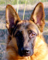 Comportamiento canino: la audición en el perro
