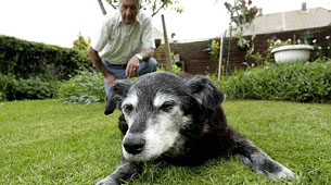 Murió el perro más viejo del mundo
