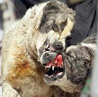 Condenados por promover peleas de perros