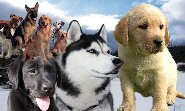 Los perros favorecen la conquista