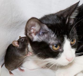 Gatos y ratas trabajan juntos