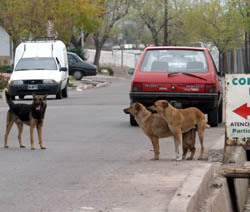 En México hay más de 10 millones de perros callejeros