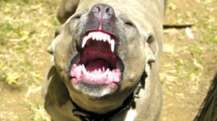 Un pitbull atacó a un niño hipoacúsico