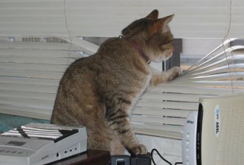 ¿Por qué tu gato se comporta así? Parte II