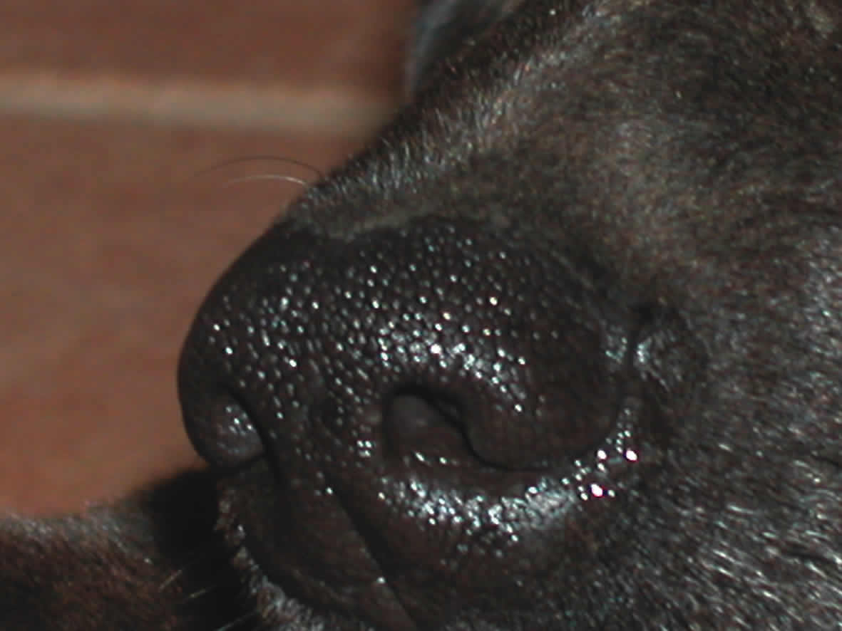 Comportamiento canino: el olfato del perro