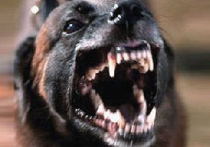 Una mujer sufrió el ataque de perros en Bahía Blanca