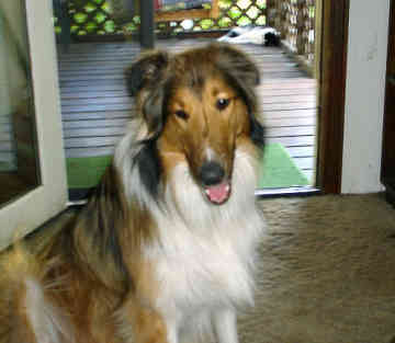 Sultán, un collie acusado por hacer pis