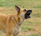 Vocalizaciones caninas. Parte I