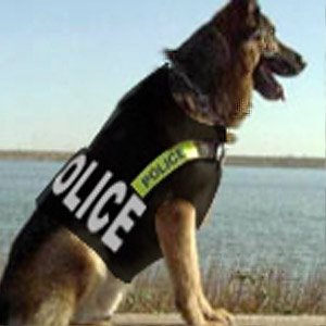 La preparación del perro de policía
