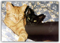 Comportamiento social y comportamiento sociable de los gatos