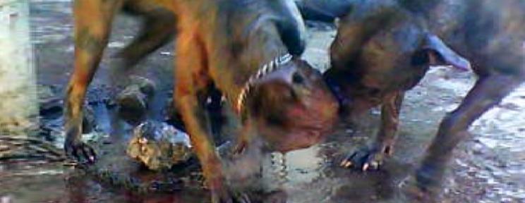 de perros, comportamiento de gatos, comportamiento razas perros ...