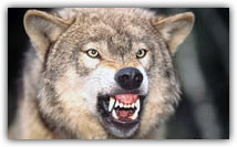 Agresividad animal