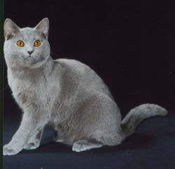 Cartujo