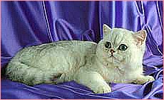 Blanquear el techo pelo gato persa