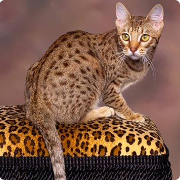 Ocicat