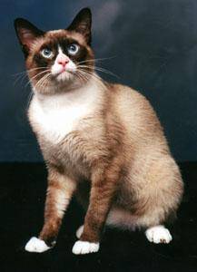 Snowshoe