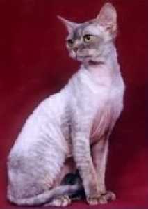 Devon Rex
