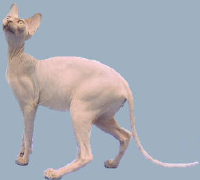 Esfinge