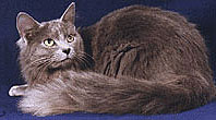 Nebelung