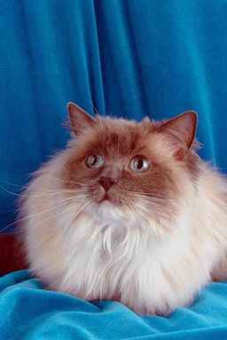 Ragdoll