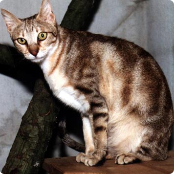 Raza Felina Sokoke