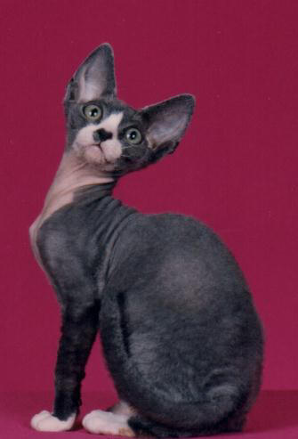 Devon Rex
