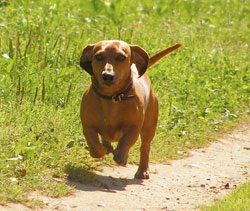 Dachshund