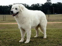 Kuvasz