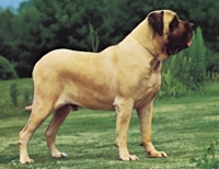 Mastiff