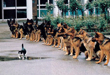 Comportamiento de razas de perros y gatos dem&eacute;sticos