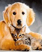 Comportamiento de razas de perros y gatos dem&eacute;sticos
