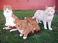 Comportamiento razas de gatos dom&eacute;stico