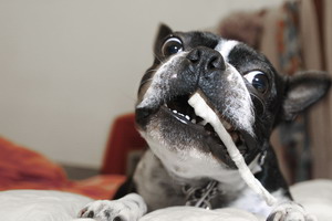 Comportamiento animal destructividad